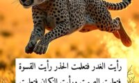 معرض الصور الخاص بي