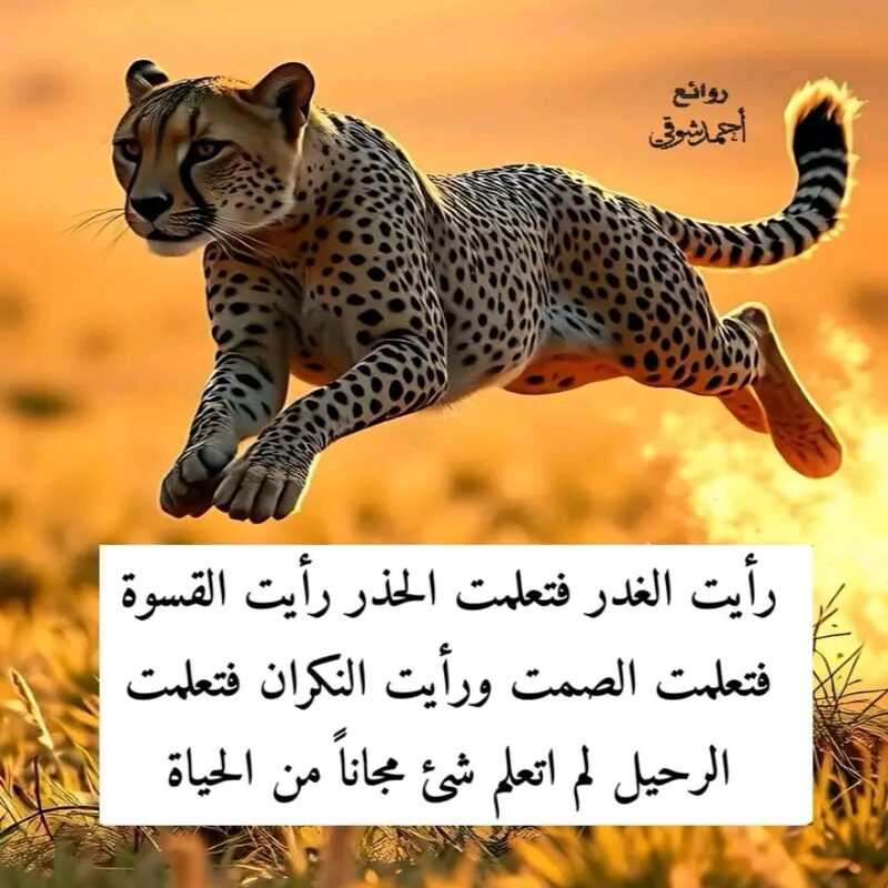 صورة الملف الشخصي لـ saif